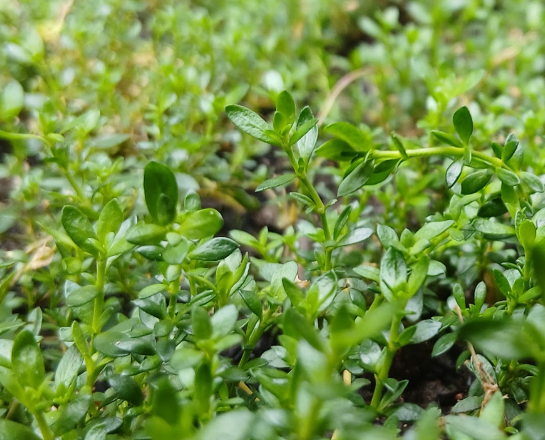 Pack of 3 plants: Rupturewort (Green Carpet) - Herniaria glabra