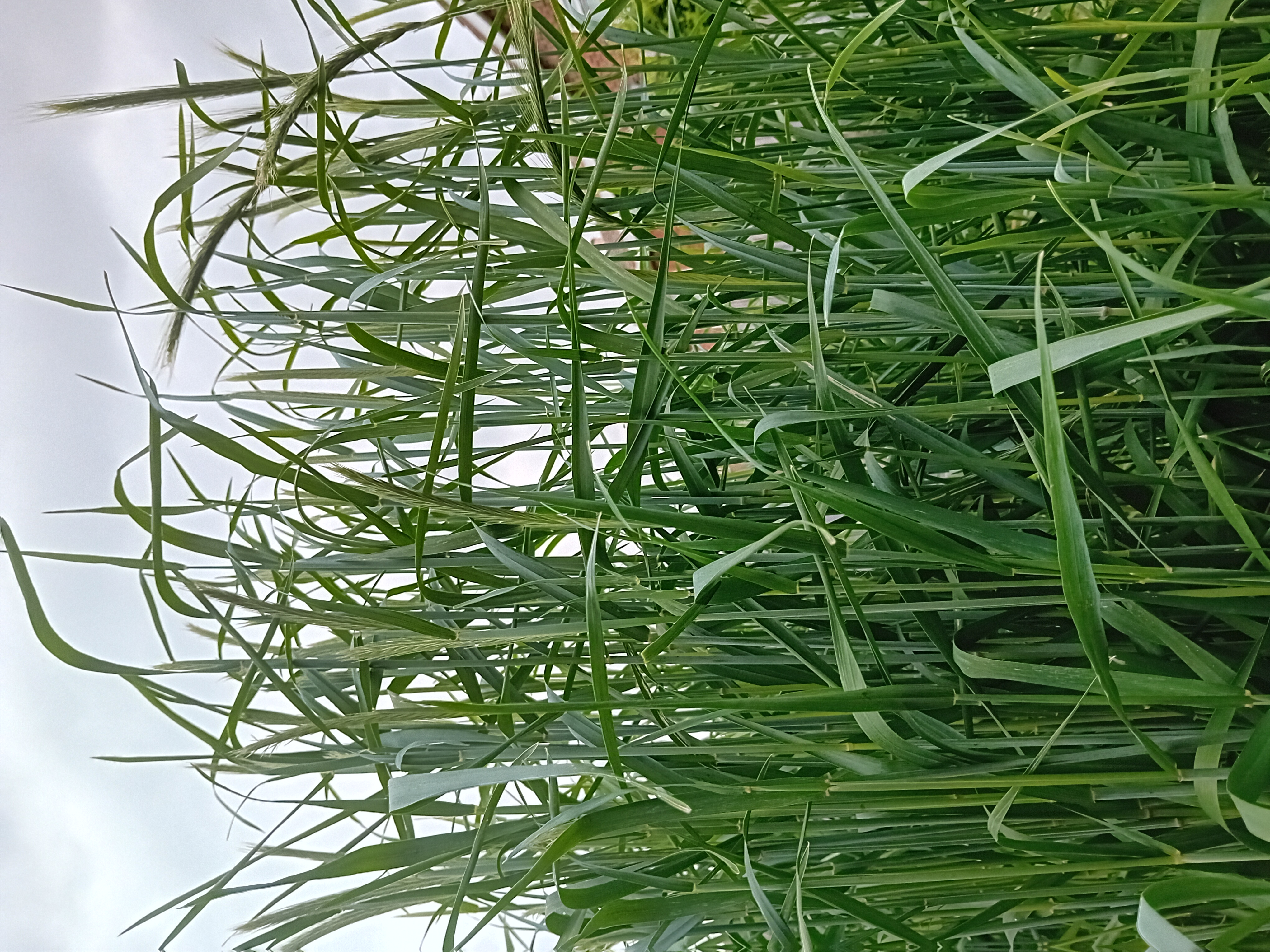 Perennial Mountain Rye (Secale montanum)