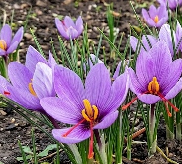 Saffron crocus