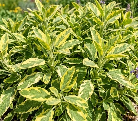 Sage (Salvia officinalis 'Icterina')
