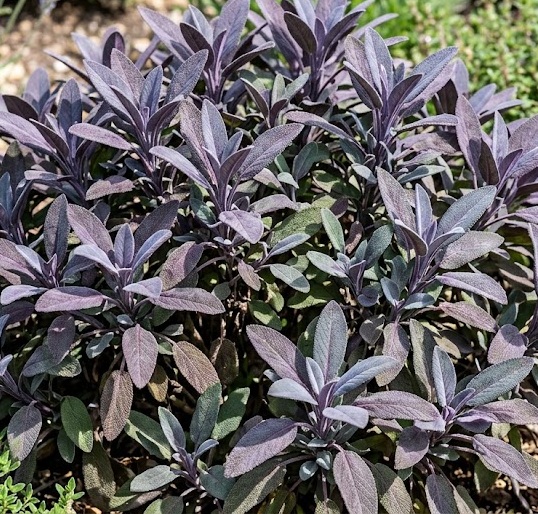 Purple Sage (Salvia officinalis 'Purple')