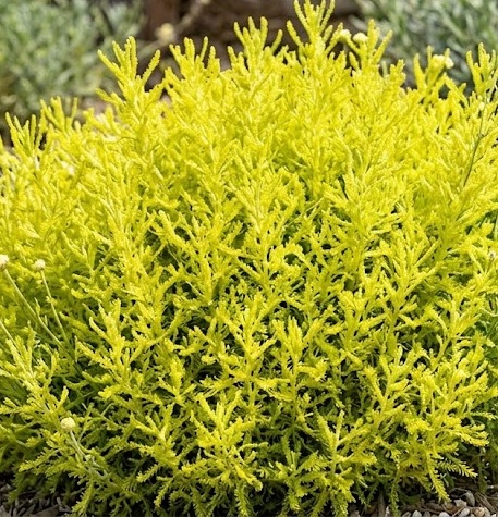 Santolina - Lemon Fizz (Santolina rosmarinifolia)