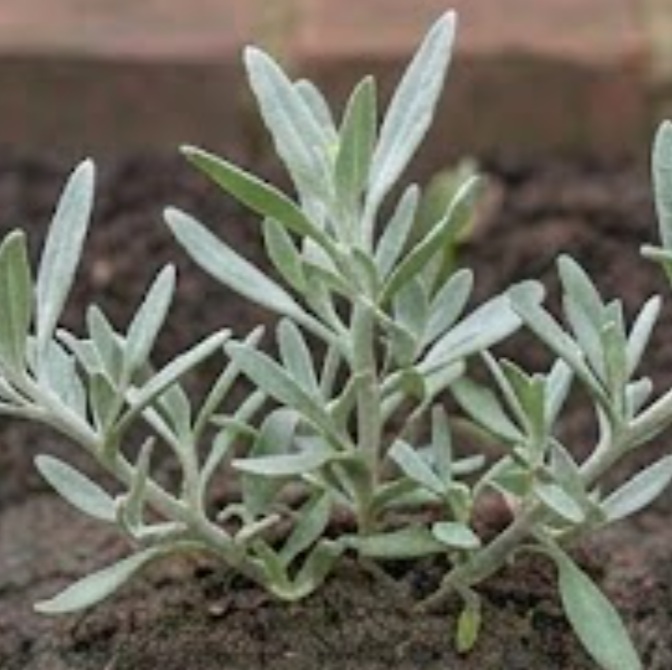 Sea Purslane (Atriplex portulacoides)