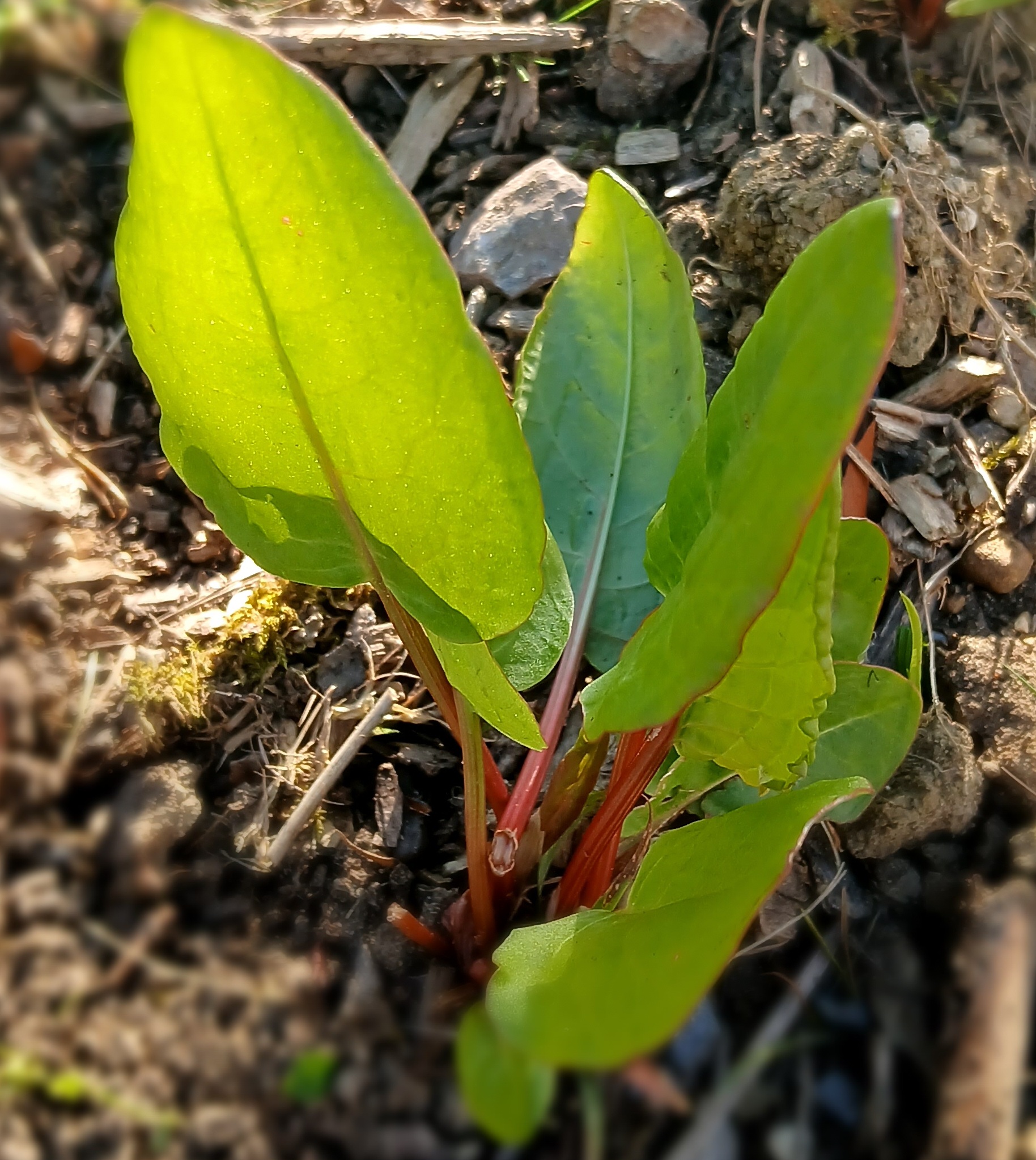 Sorrel (Rumex Acetosa) Seeds