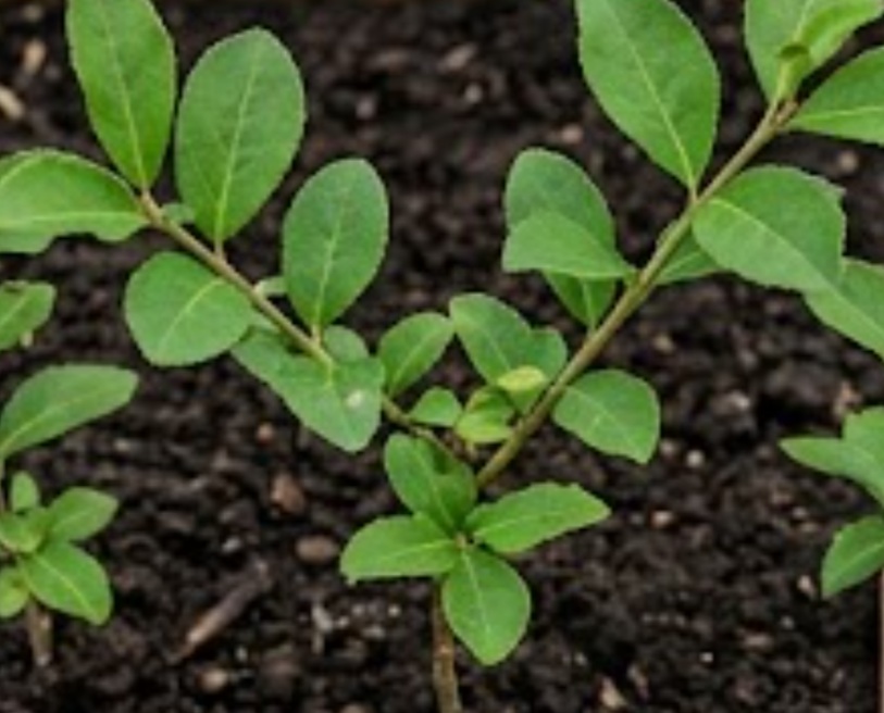 Spindle (Euonymus europaeus)