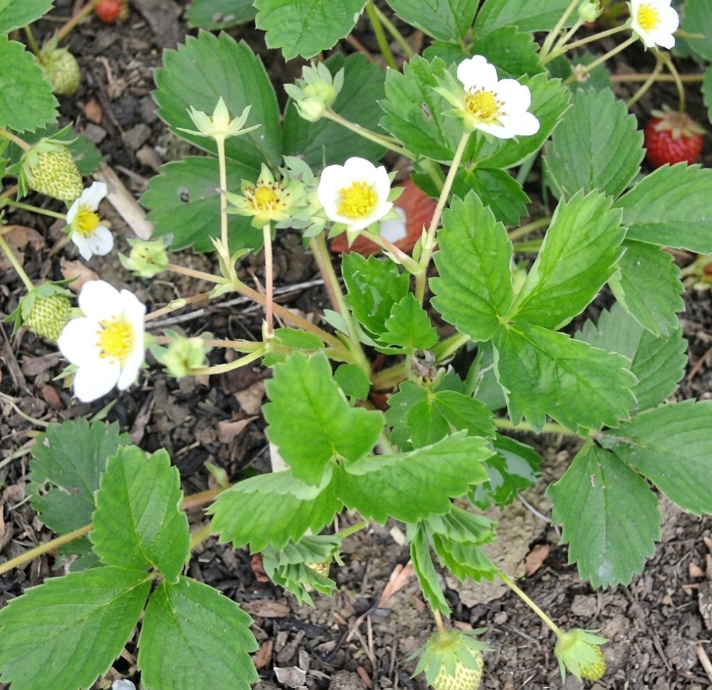 Pack of 12: Strawberry plant- Elsanta (Fragaria x ananassa)
