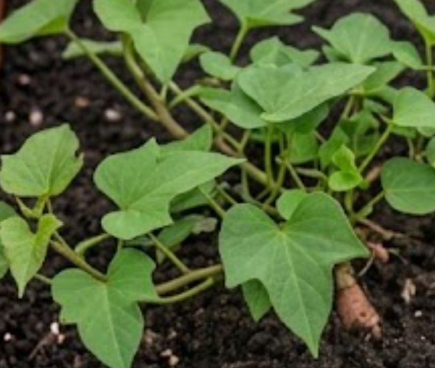 Sweet Potato (Ipomoea batatas)