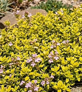 Lemon Thyme - Anderson's Gold (Thymus x citriodorus)