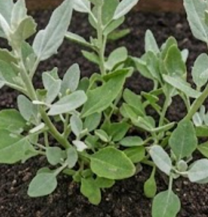 Tree Purslane (Atriplex halimus)