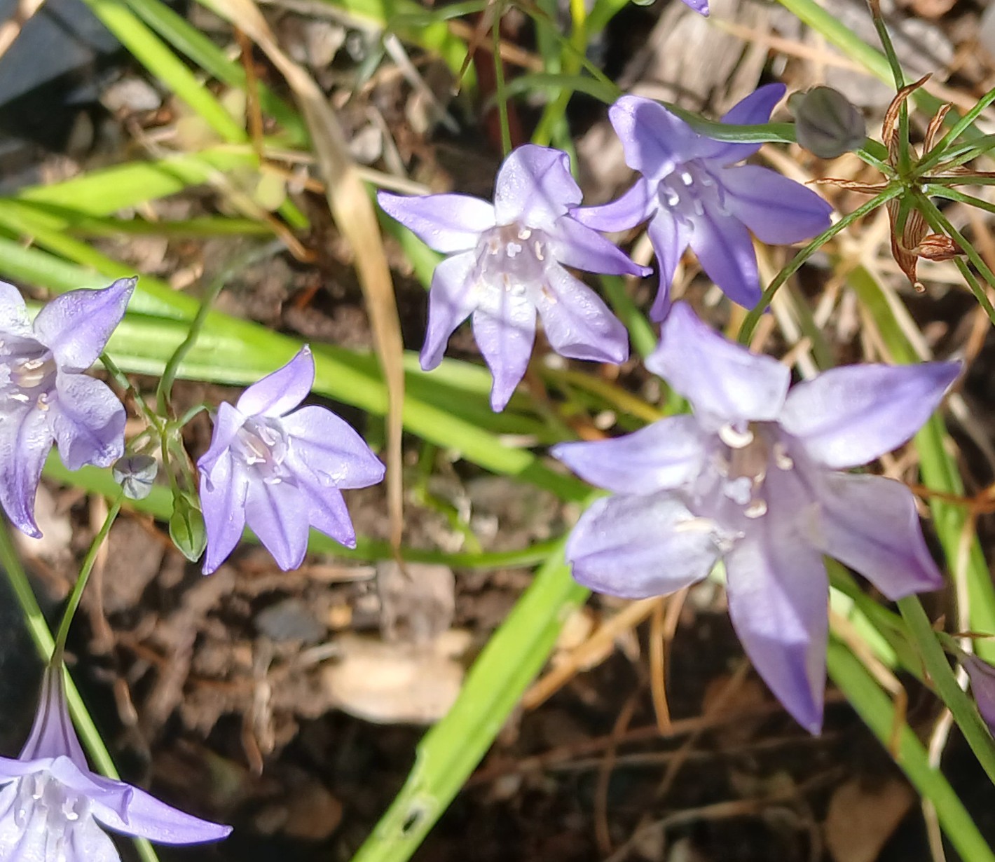 Triteleia 'Queen Fabiola'