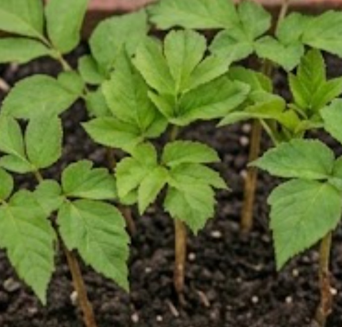 Udo (Aralia cordata)
