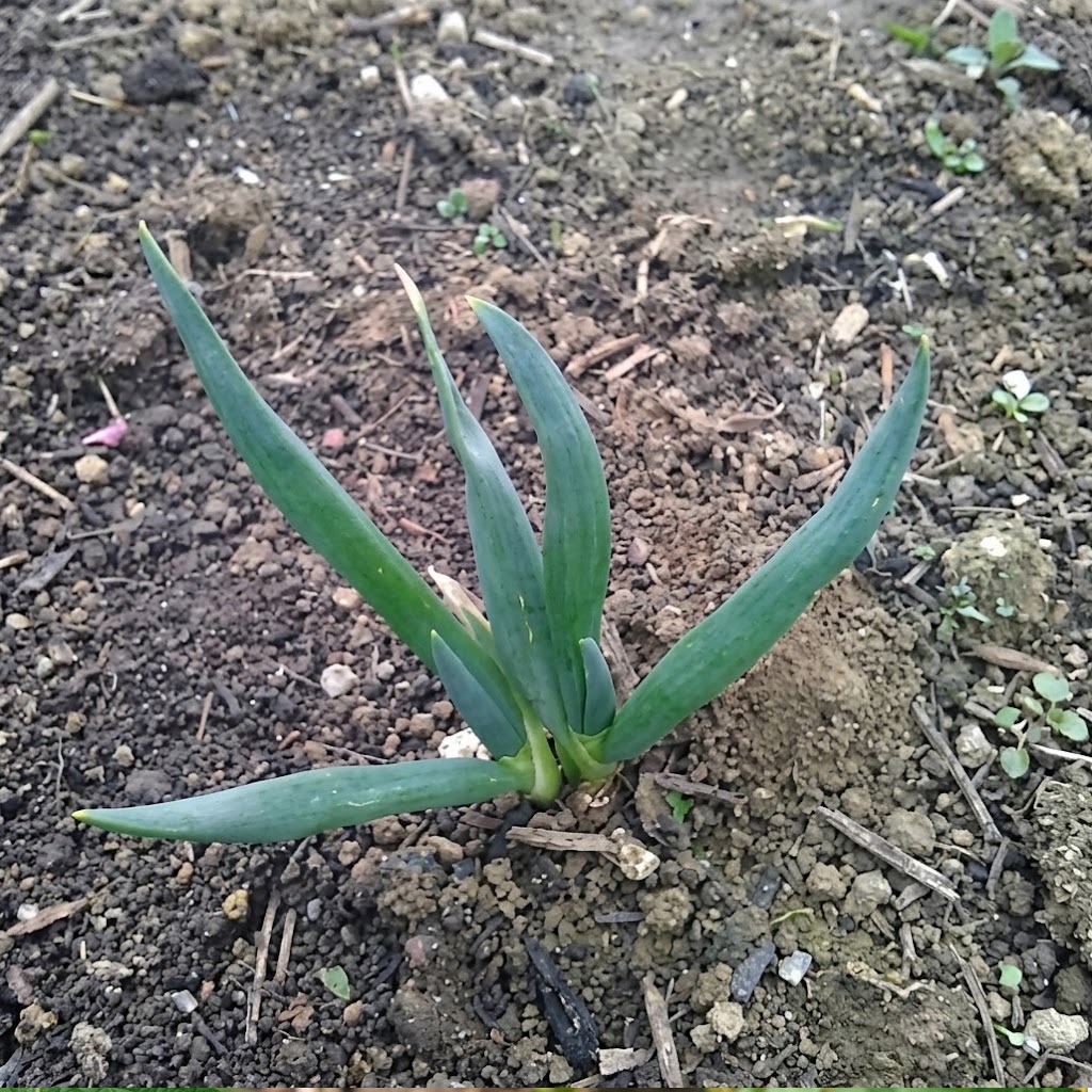 Pack of 8: Welsh Onion (Allium fistulosum)