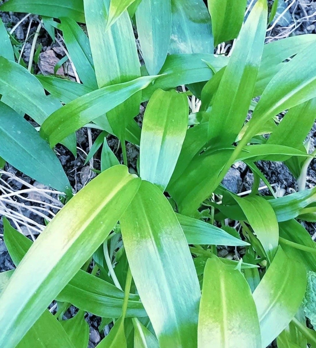 Pack of 15 Bulbs: Wild Garlic (Allium ursinum0