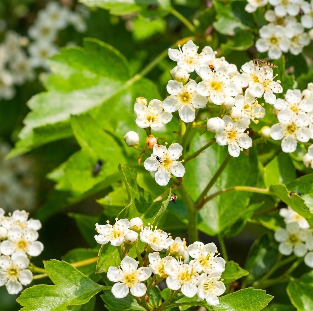 Woodland / Wild Strawberry (Fragaria vesca)
