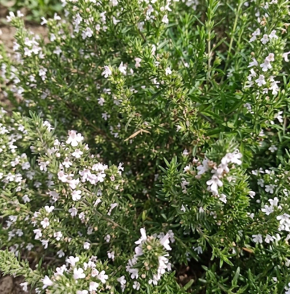 Winter Savory (Satureja Montana)