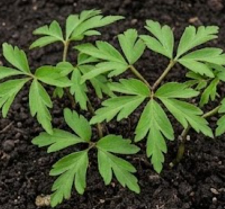 Wood Anemone (Anemone nemorosa)