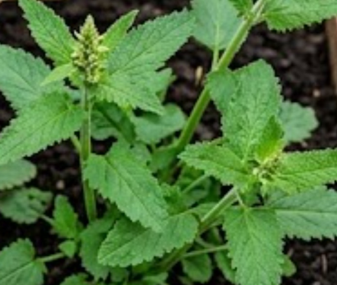 Wood Betony (Stachys officinalis)