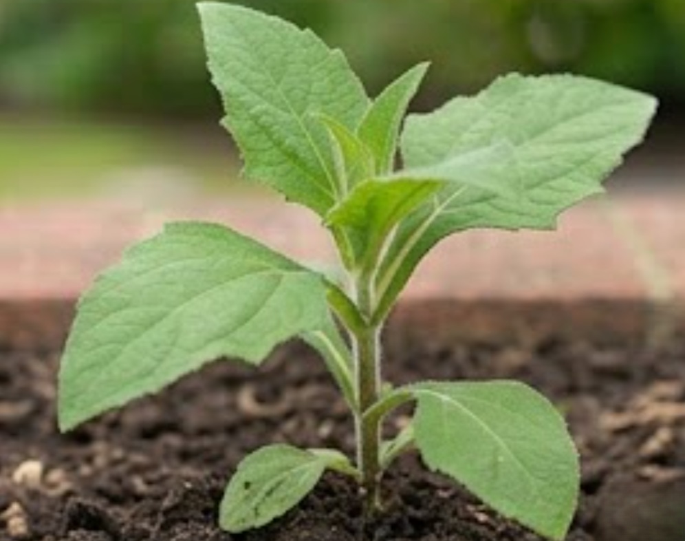 Yacon (Smallanthus sonchifolius)